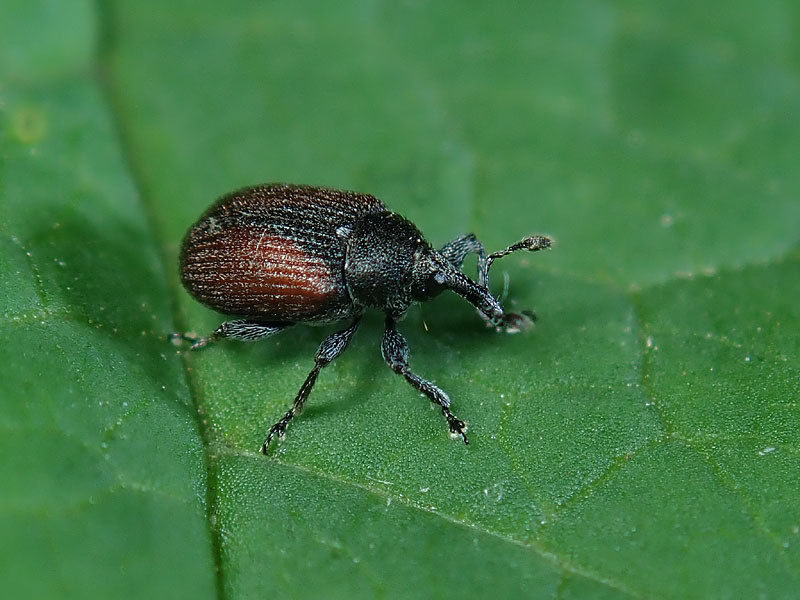 Curculionidae: Gymnetron ??